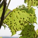 Prskanje grožđa bordo mješavinom: jesen, proljeće, ljeto